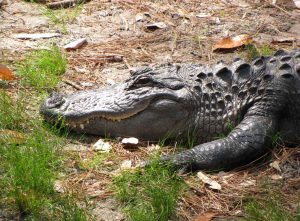 alligator-swamp